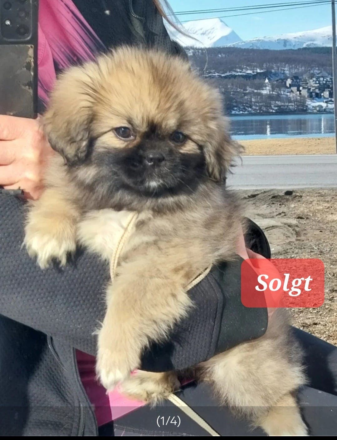 Tibetansk spaniel, Tromsø
