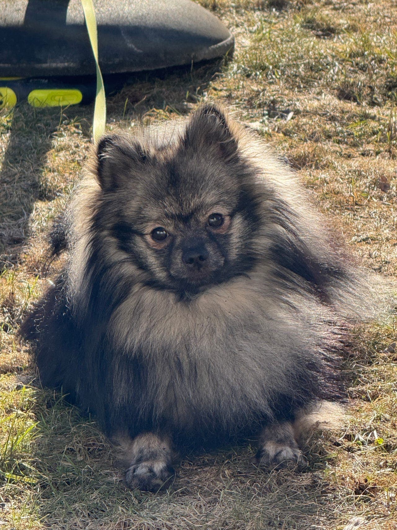 Kleinspitz hannhund