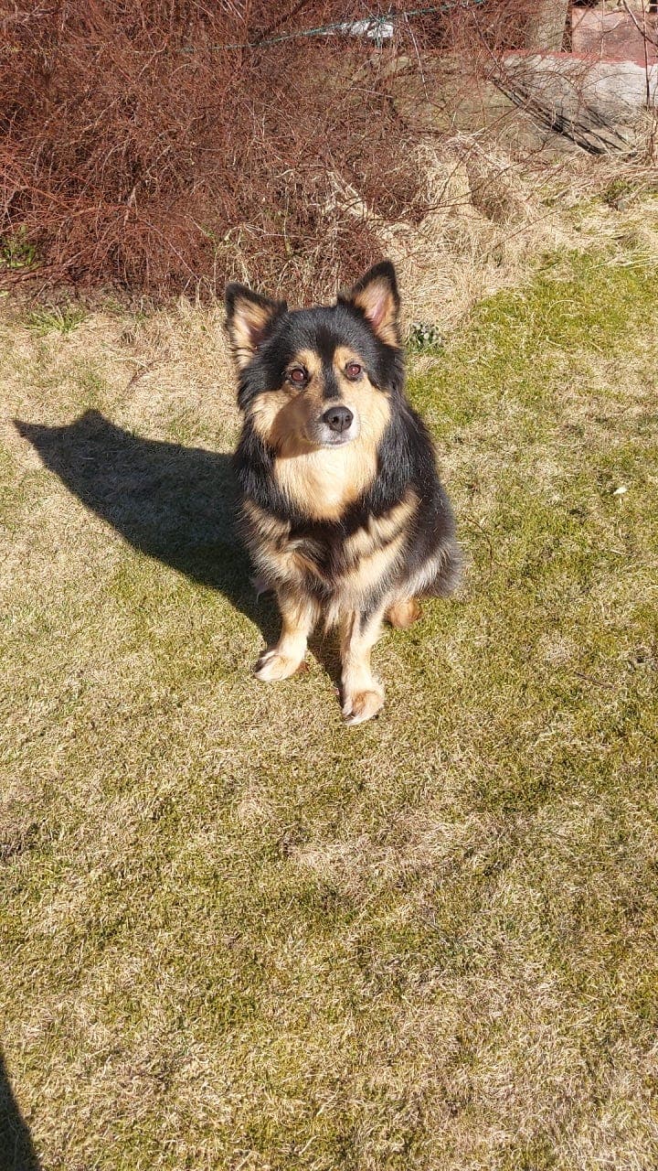 Finsk lapphund Tispe til Salgs