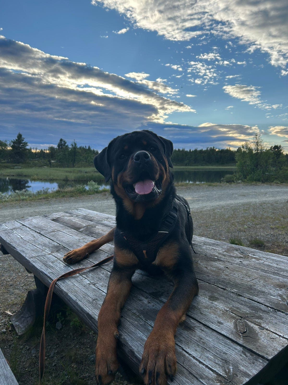 Rottweiler søker avlastning HASTER