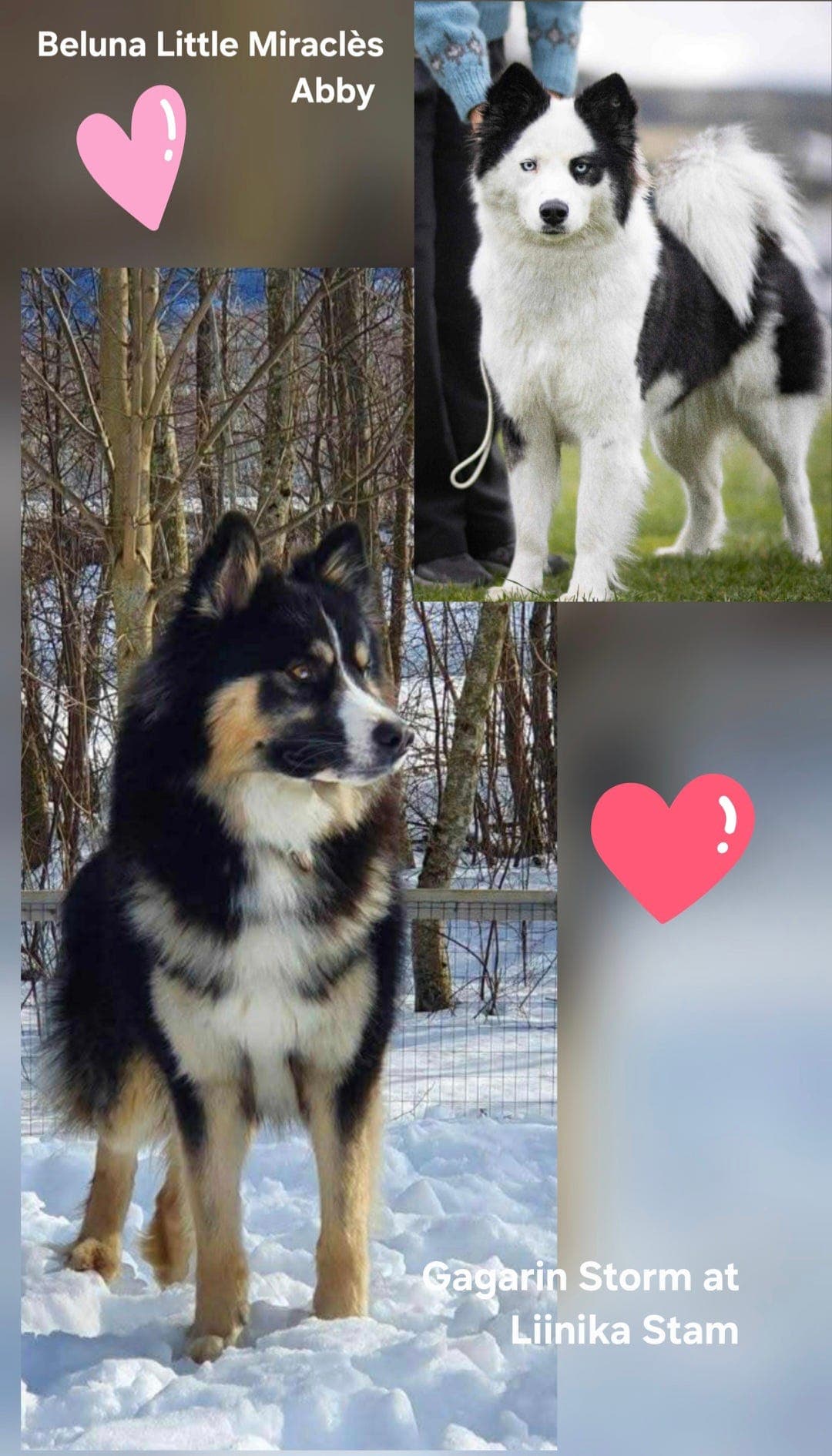 Nydelige Yakutian Laika valper ventes i uke 12
