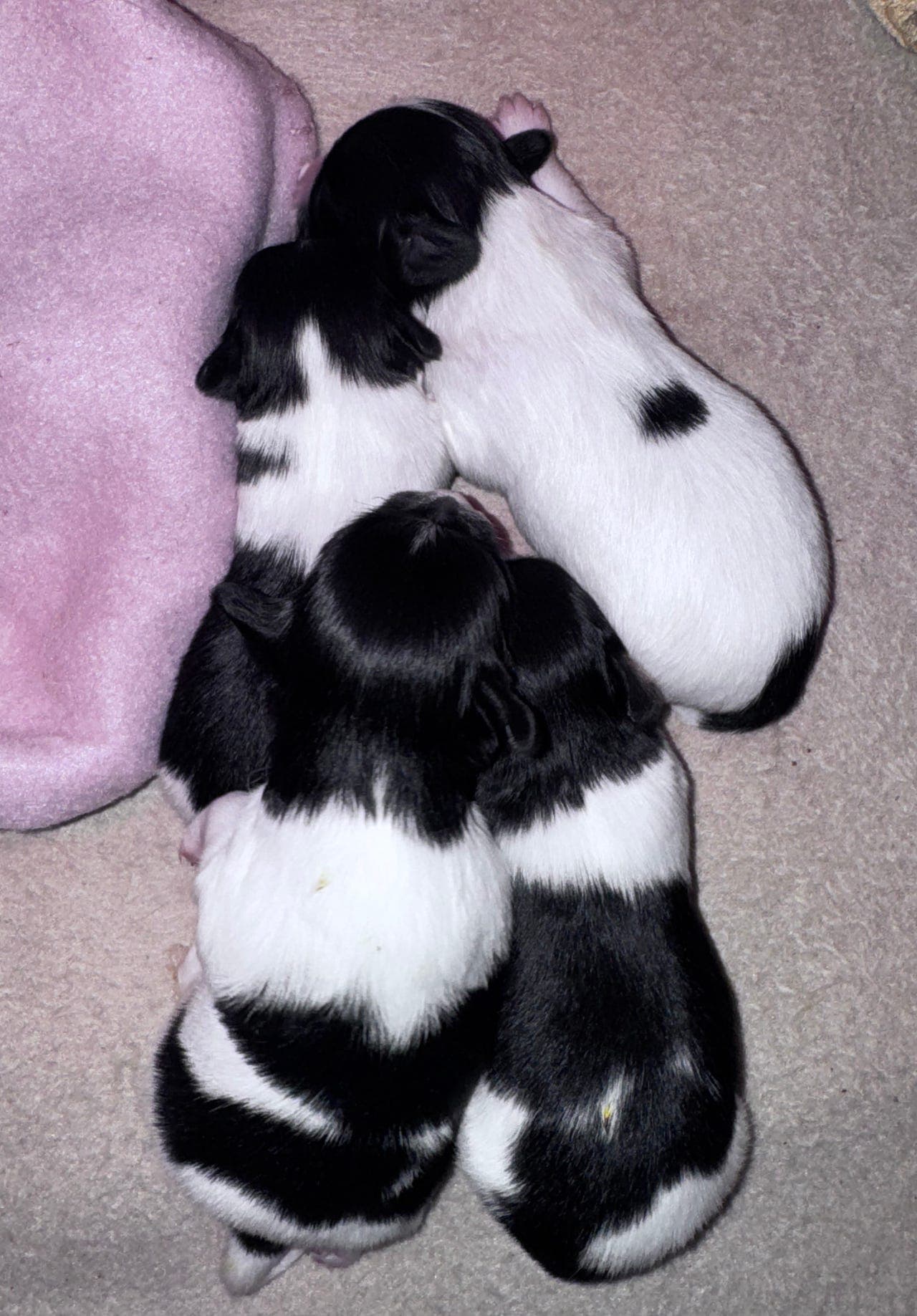 Papillon valper