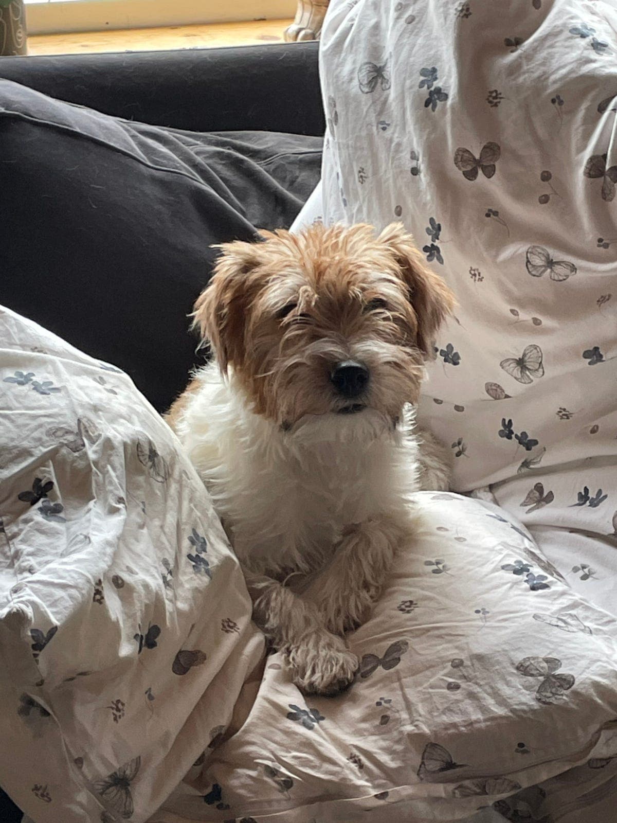 Nydelig Jack Russell terrier tispe 5 år