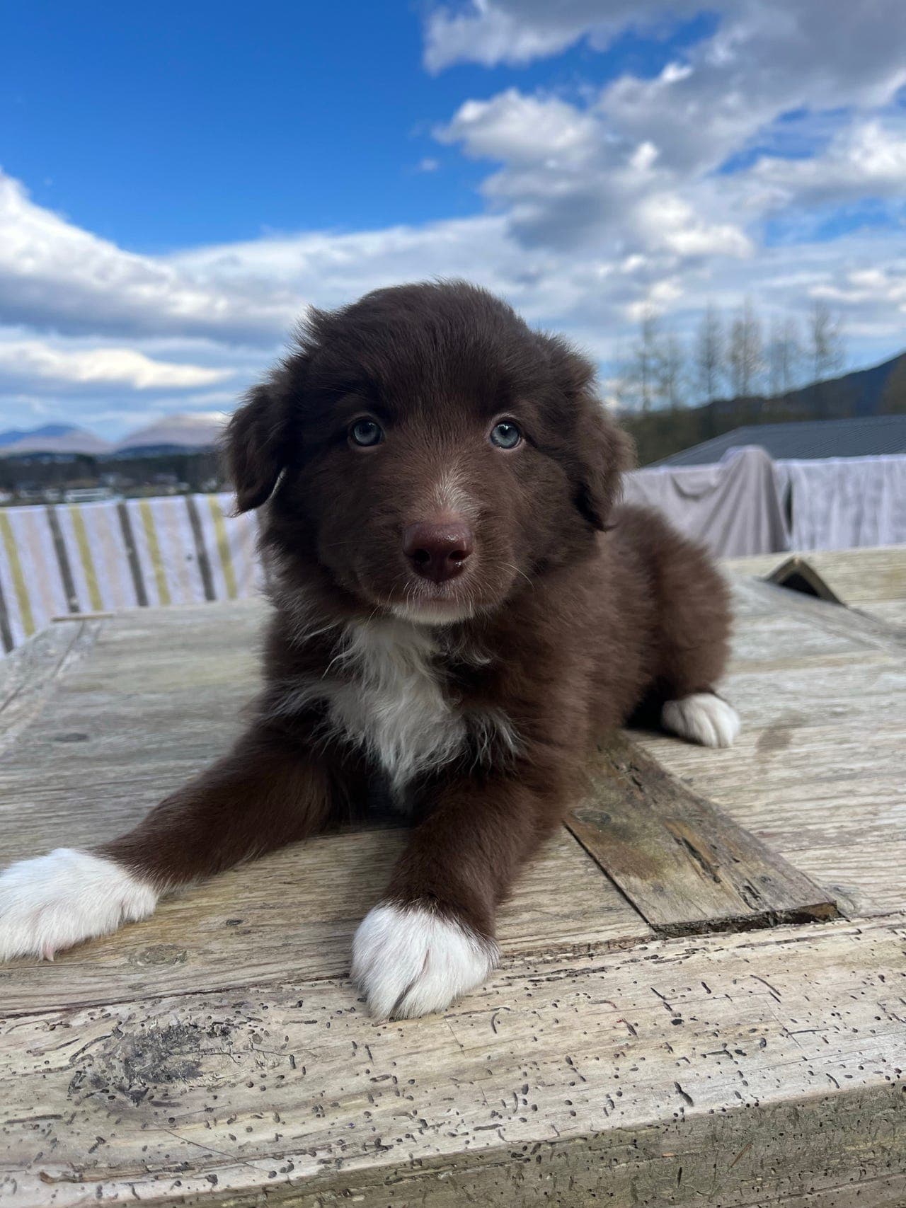 Border collie valp