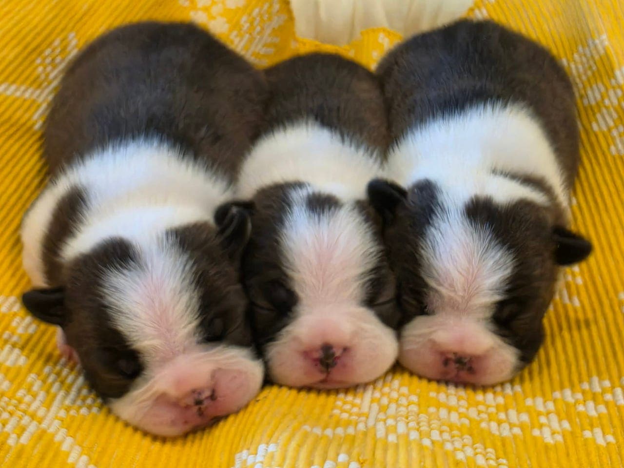 Boston Terrier valper