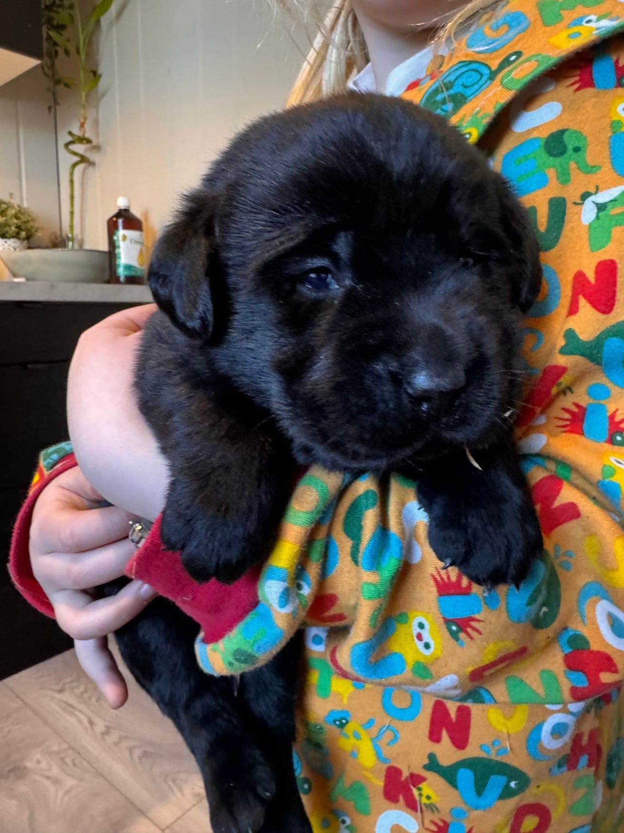 Labrador valpe