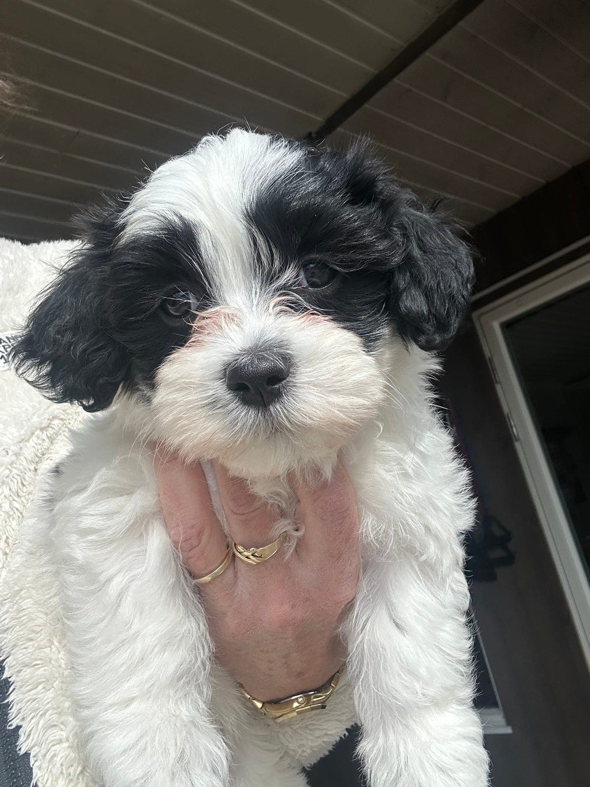 Bichon Havanais Diltedotten Largo