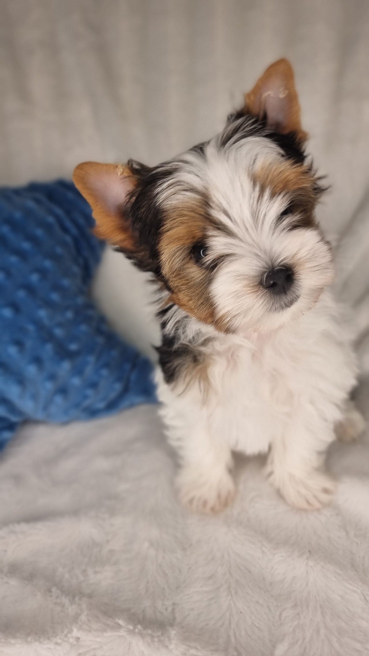 Yorkshire Terrier til salgs