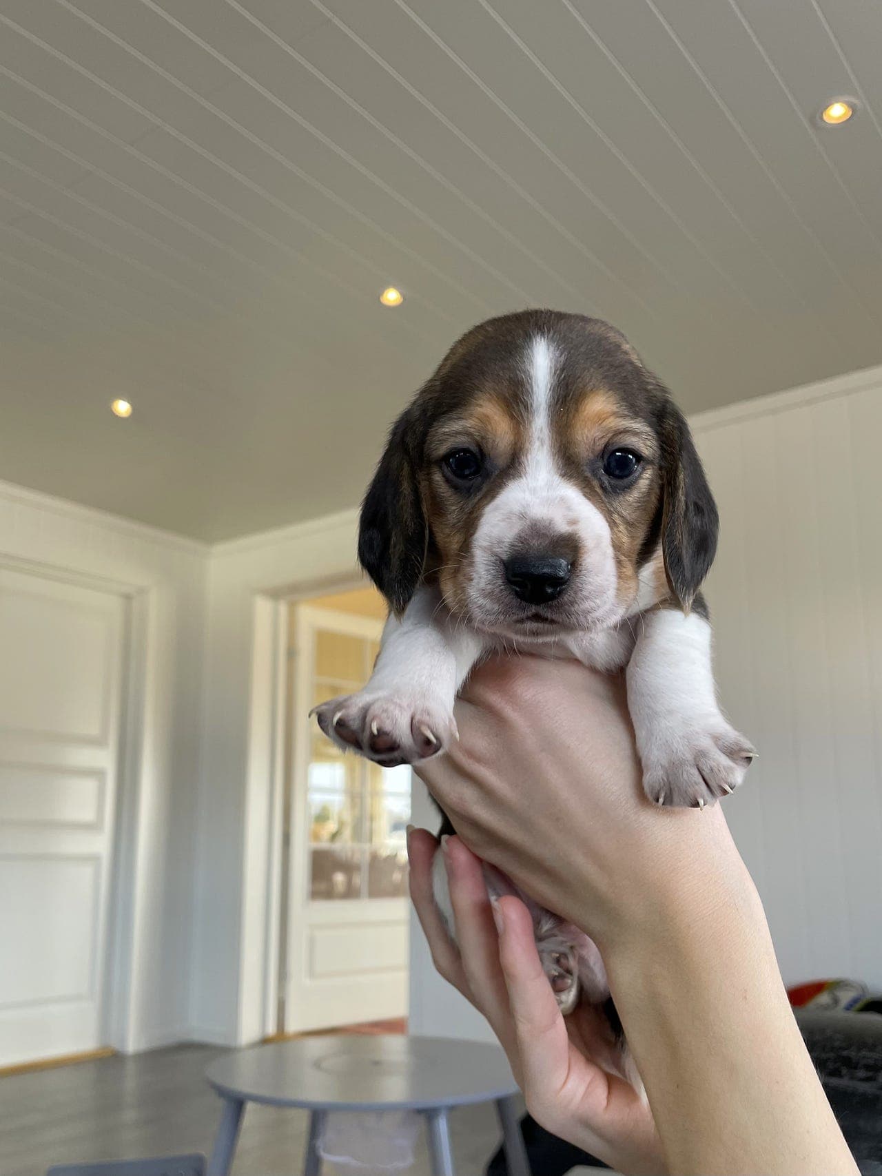 Nydelige Beagle valper med gode gener!