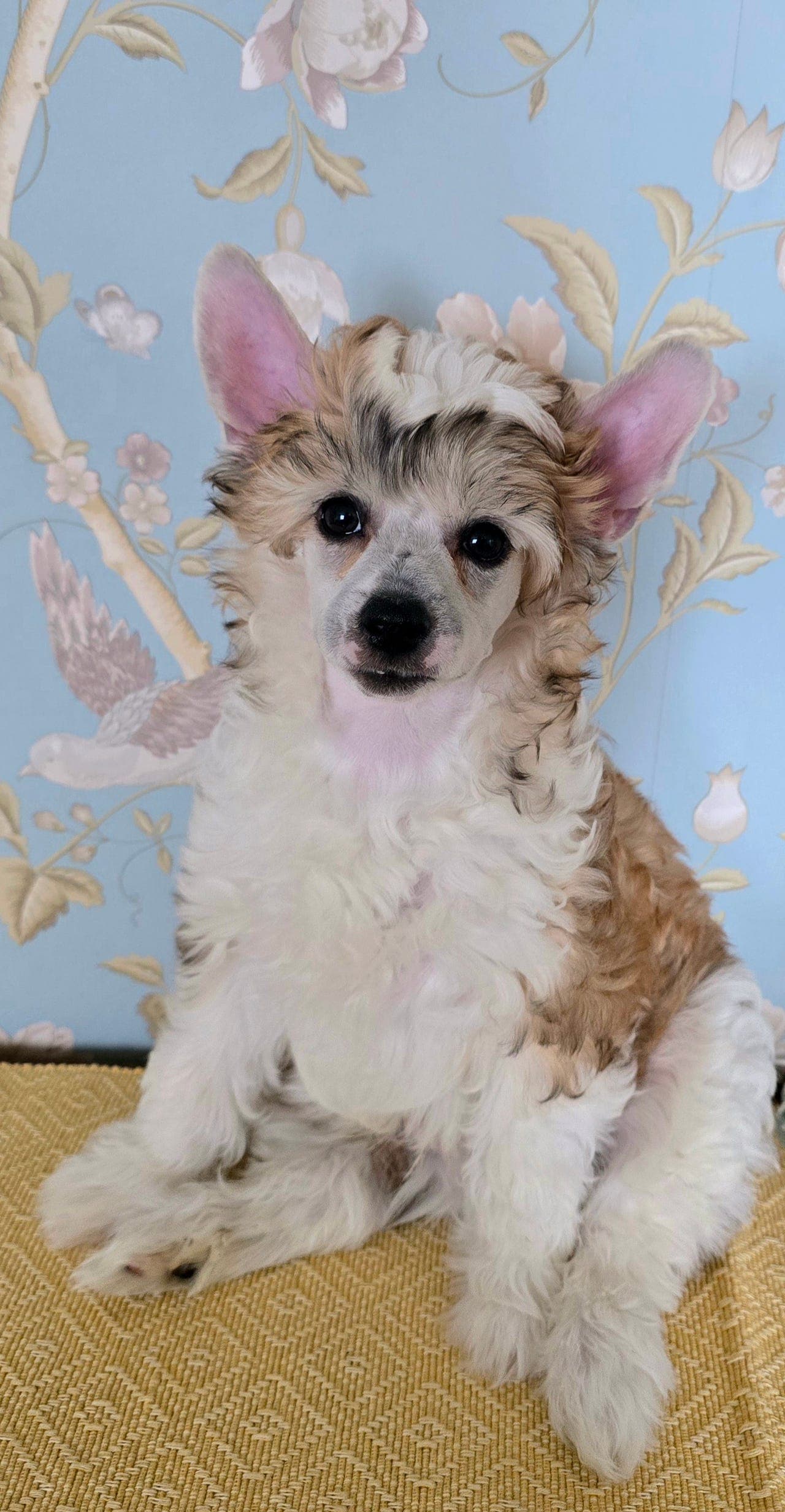 Forvert til Puff gutt