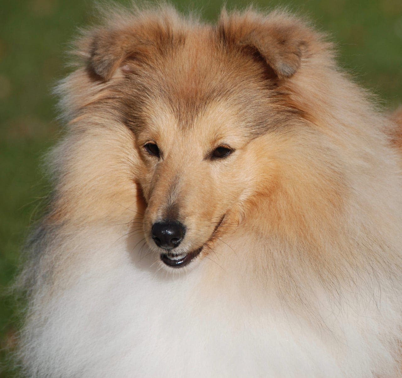 Shetland Sheepdog hann og tispe