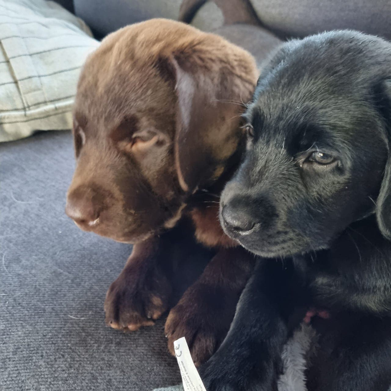 Labrador hvalper