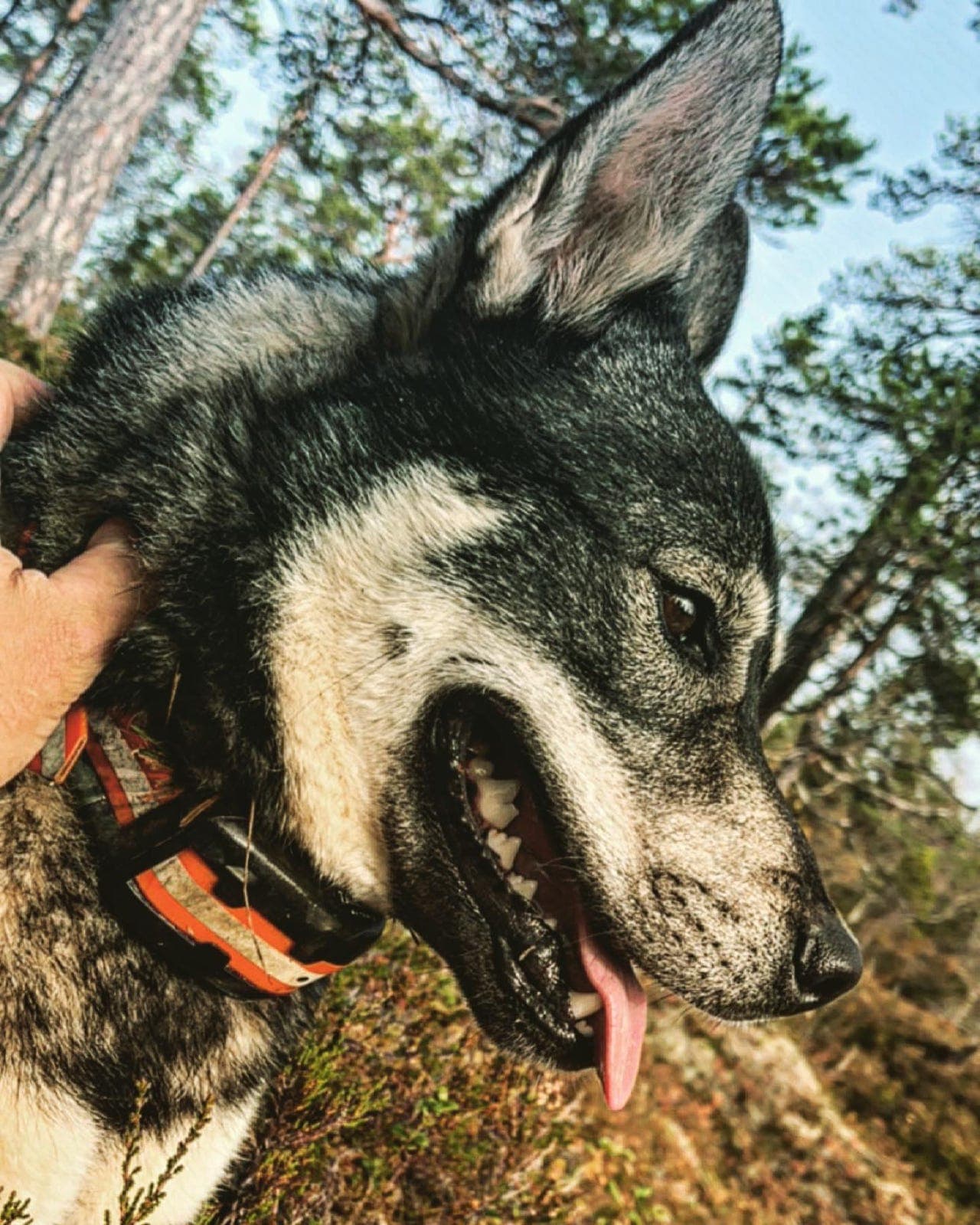 Jämthundvalper etter Torvspetsen’s QT Trygve (NO37486/22) og Kiara (NO55040/21)