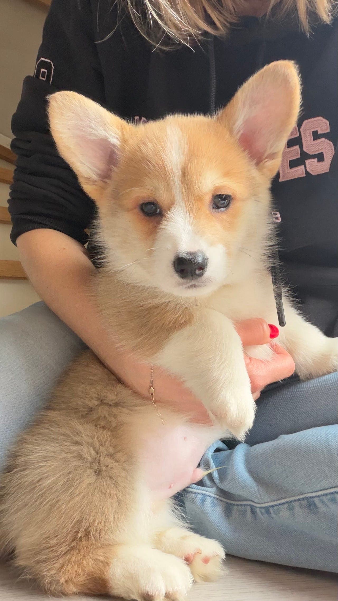 Welsh Corgi Pembroke leveringsklar kun 1 valp