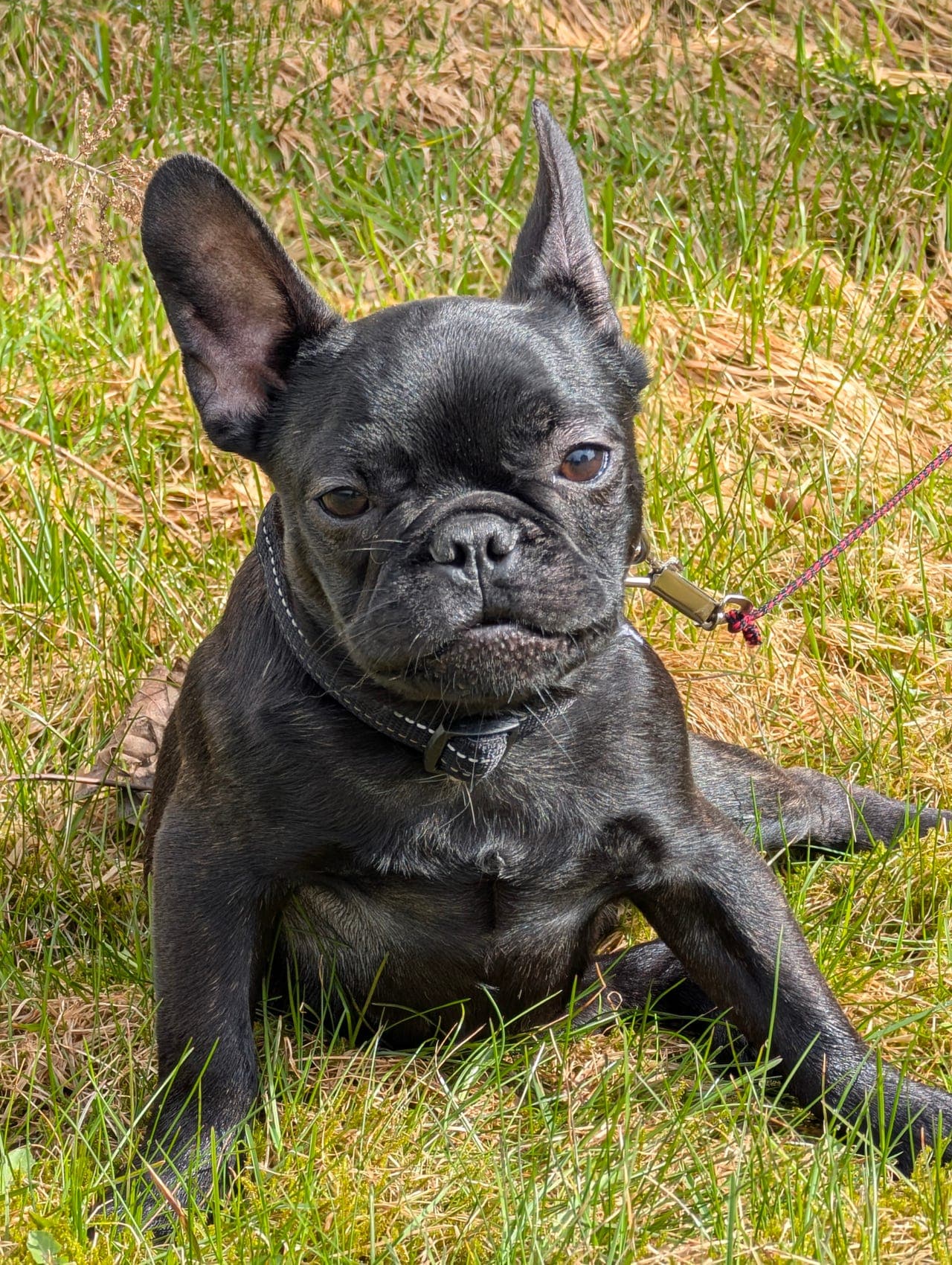 Flott valp klar for nytt hjem