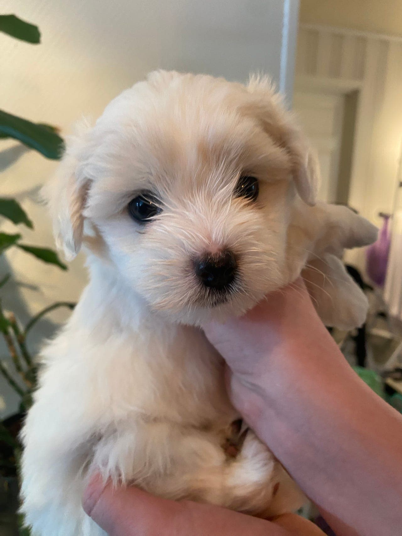 Fantastiske Coton De Tulear valper selges