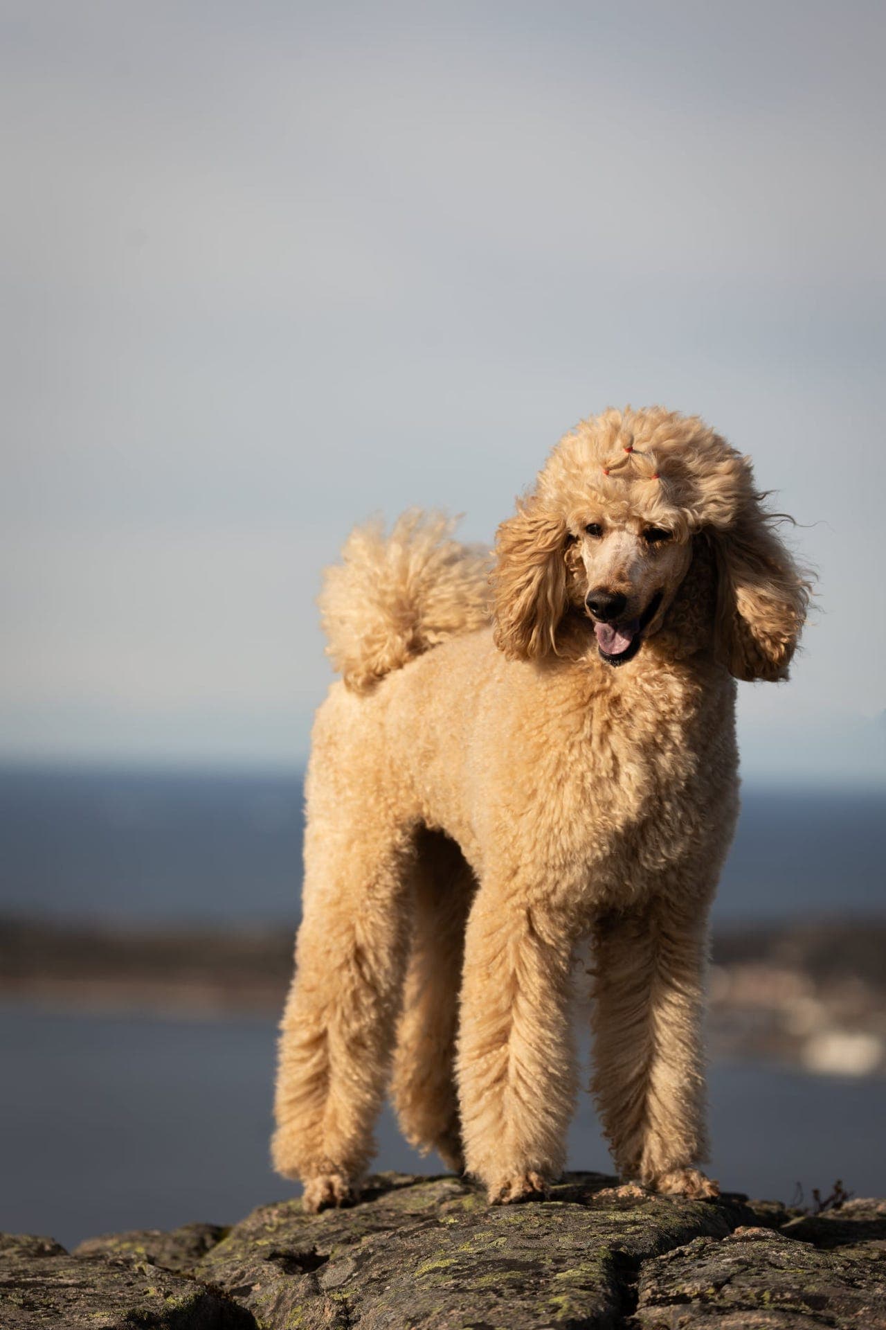 Storpuddel valper ventes-rød/apricot/fawn