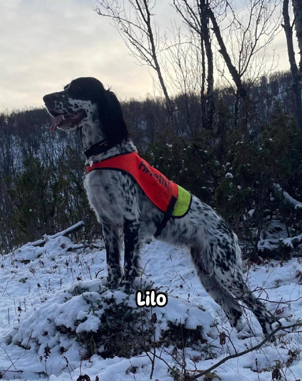 Engelsk setter valper med stort potensial!