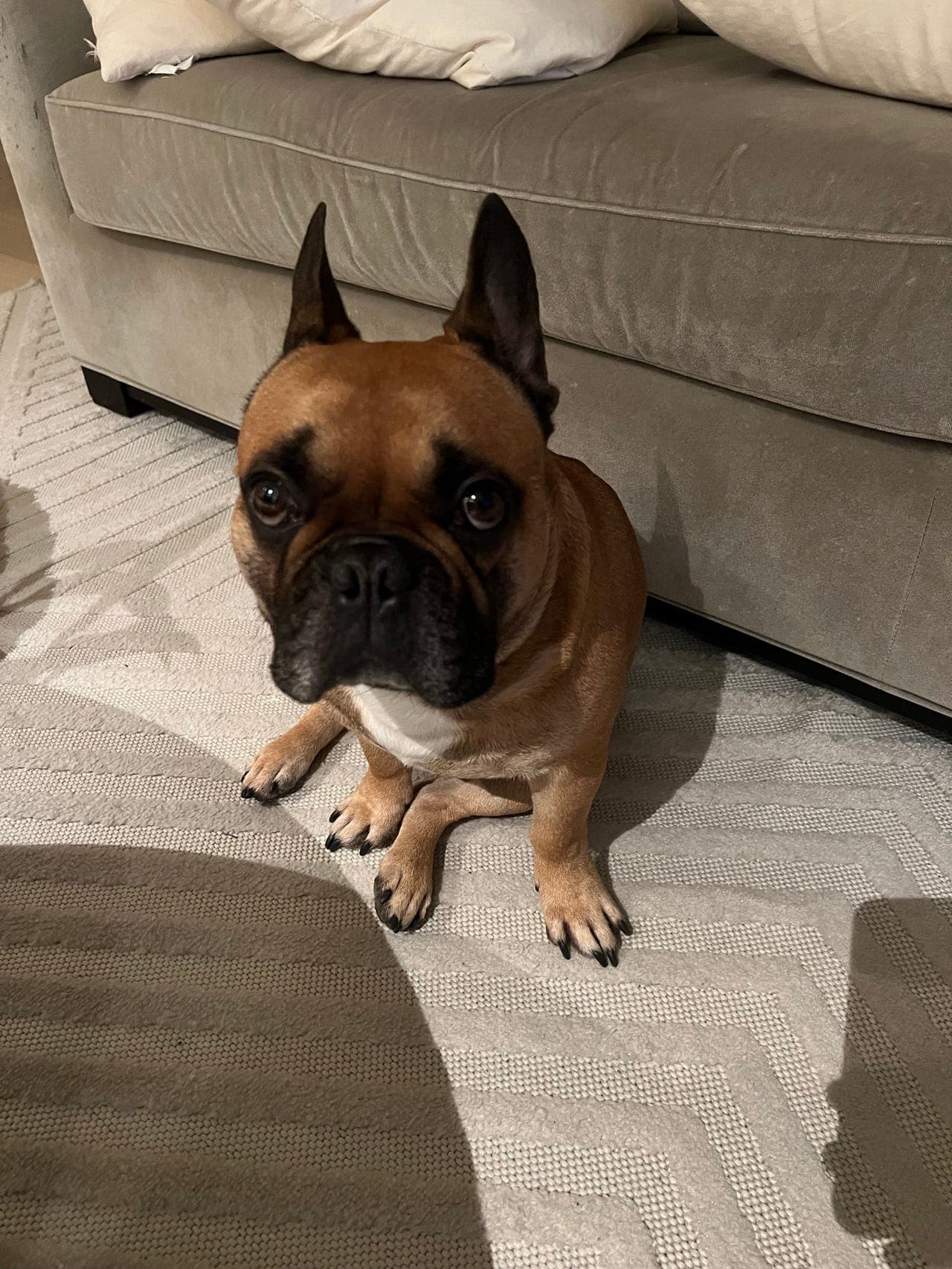 Fransk bulldog vurderes omplassert. Obs les hele teksten