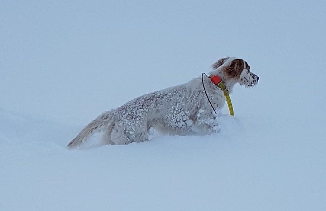 Engelsksettervalper ventes 9. mai