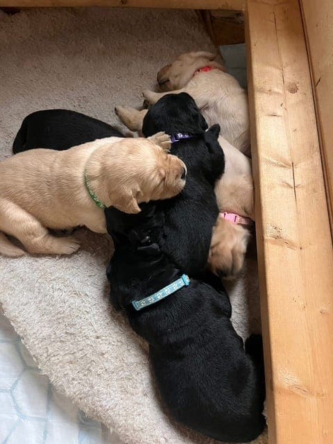 Dualpurpose labradorvalper