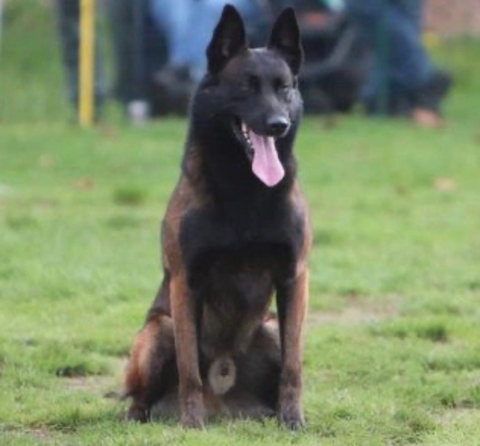 Malinois valper🐶