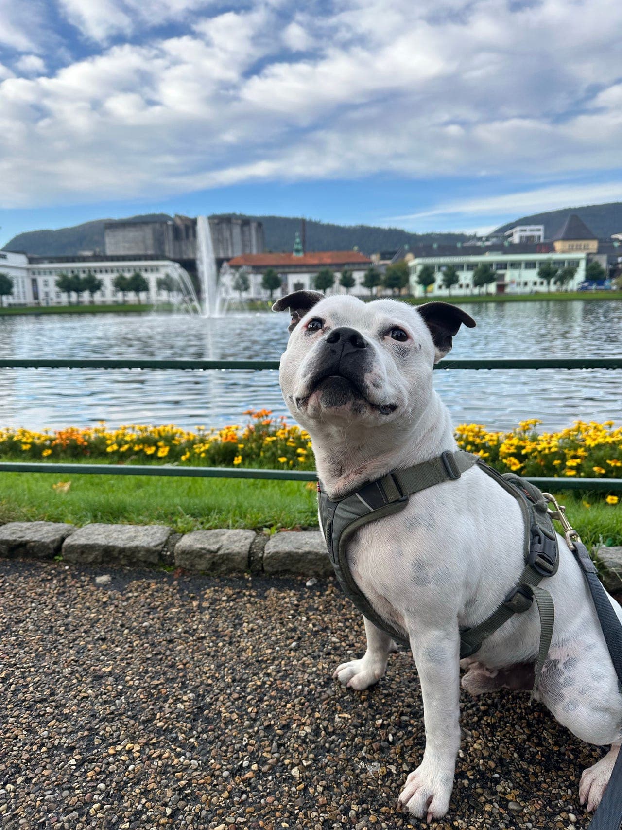Avlastningshjem søkes til Staffordshire Bull Terrier (5 år)