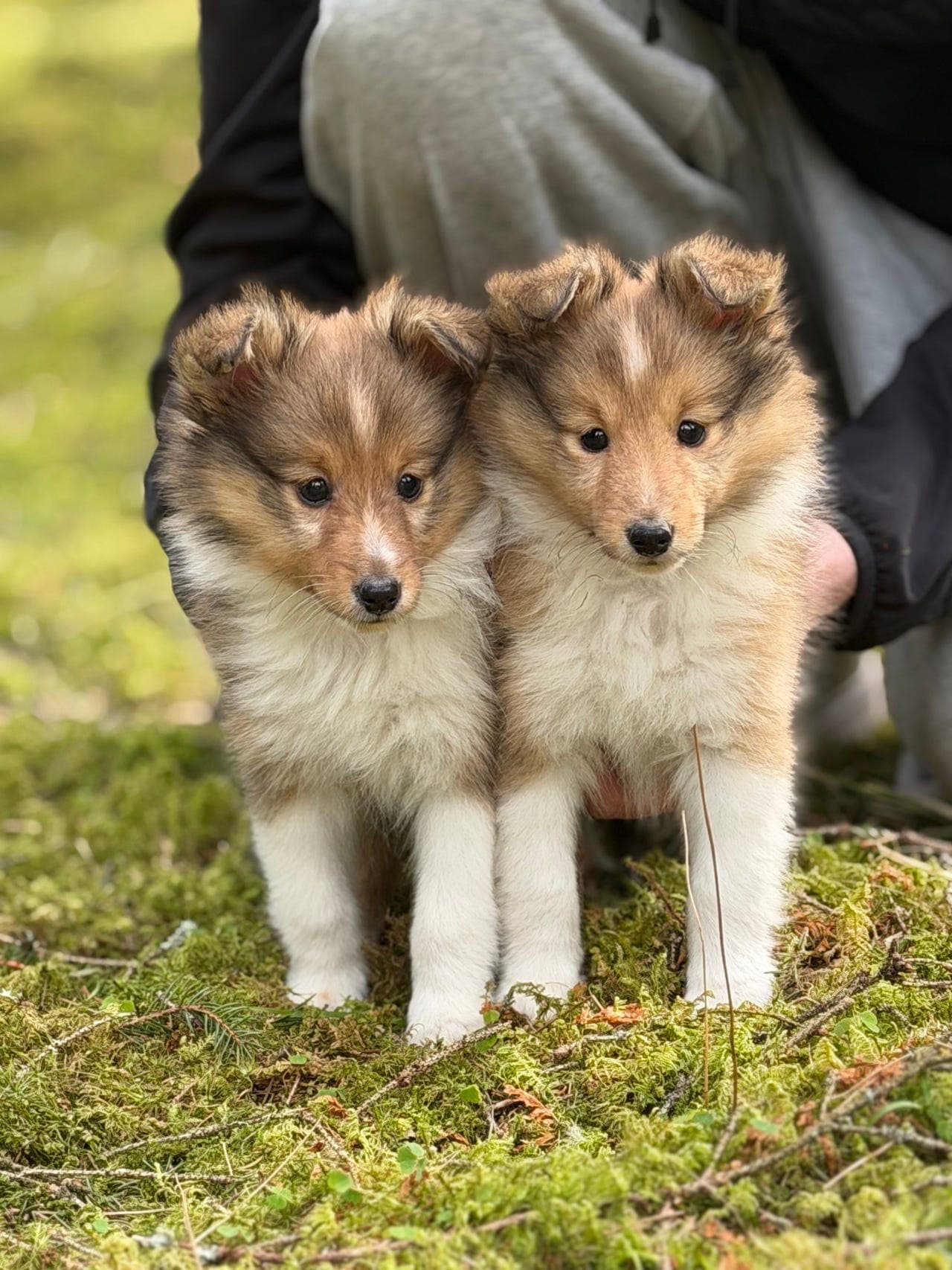 Nydelig Shetland sheepdog hannhund