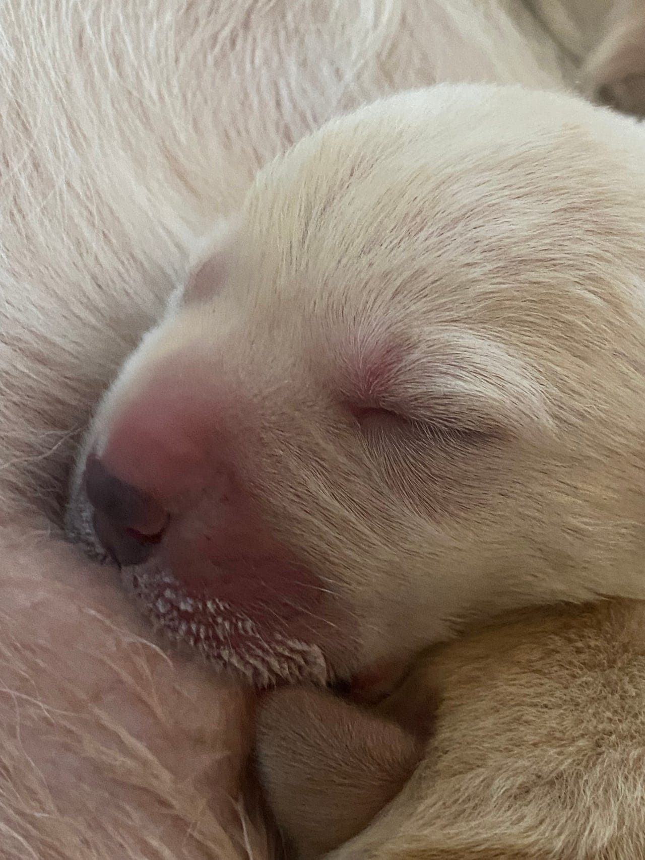 Labrador retriever valper , NKK reg