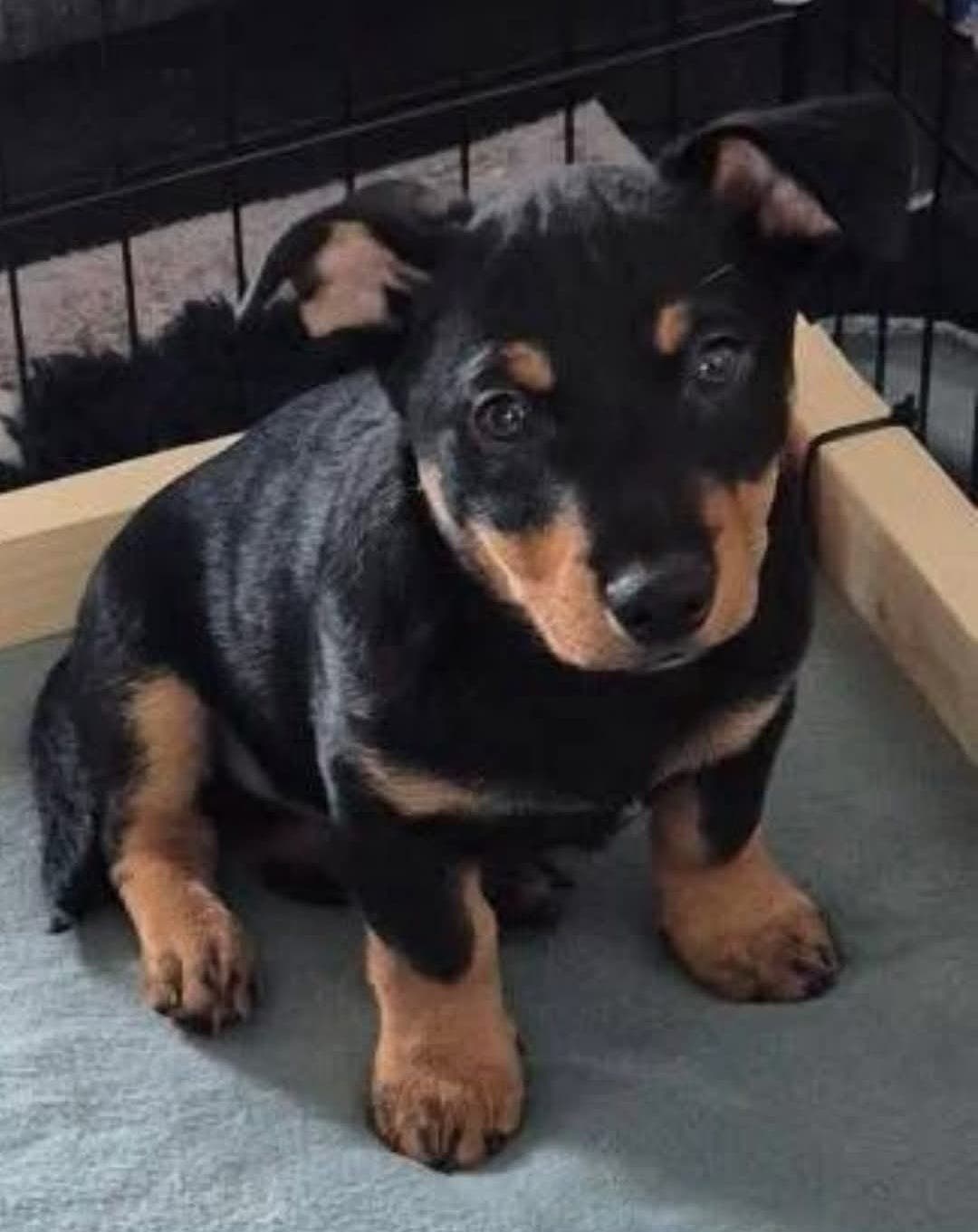 Lancashire heeler valp