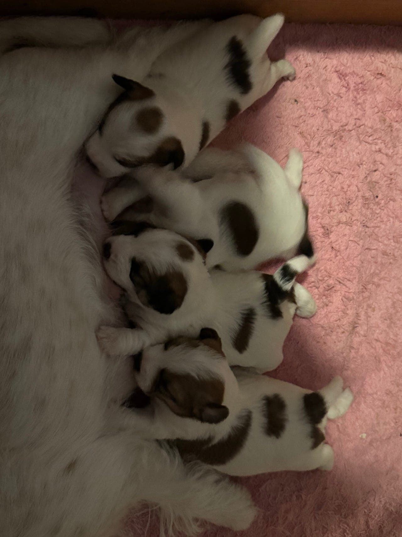 Jack russell terrier valper selges