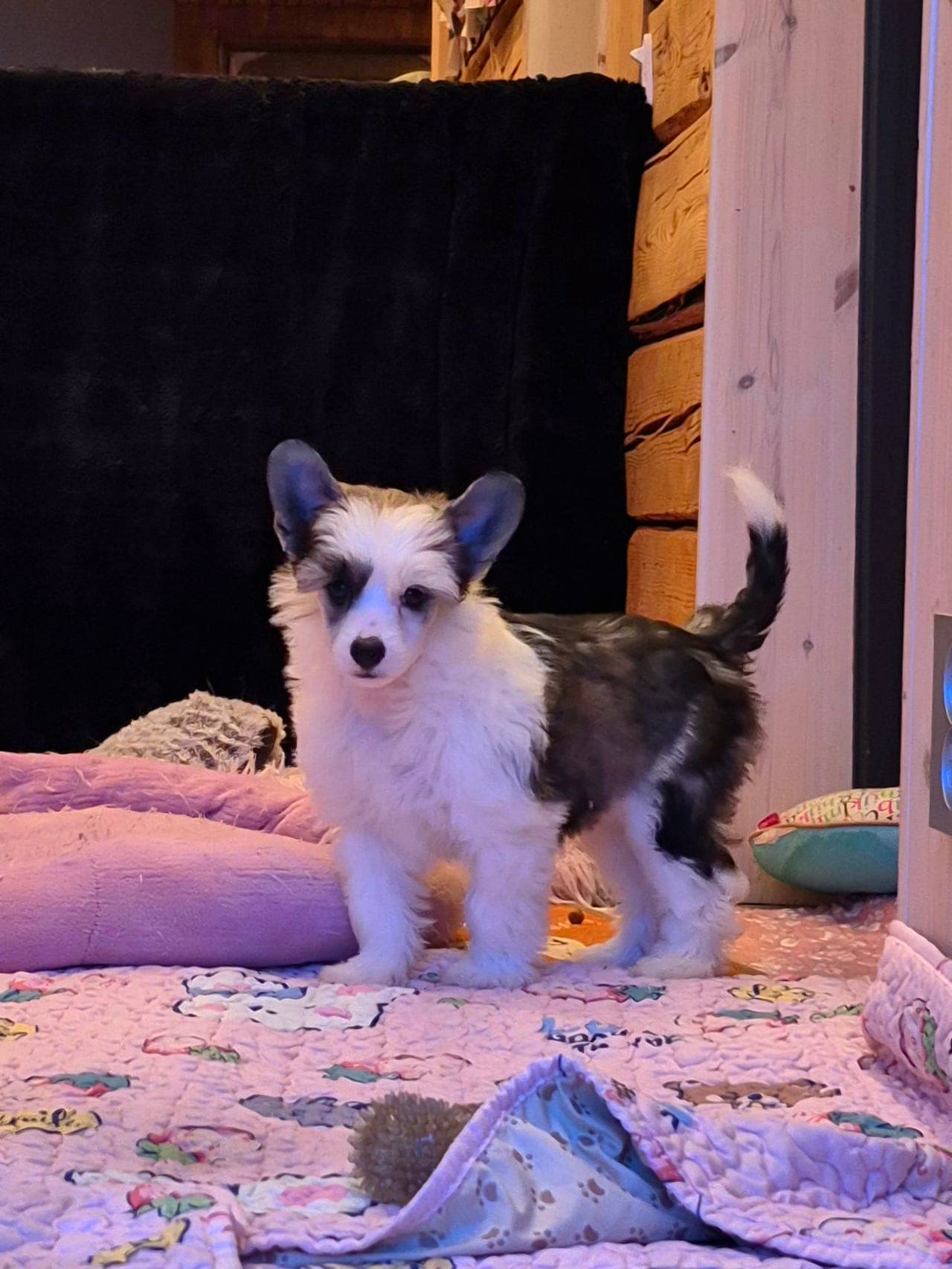 🩷 Chinese crested powderpuff 🩷