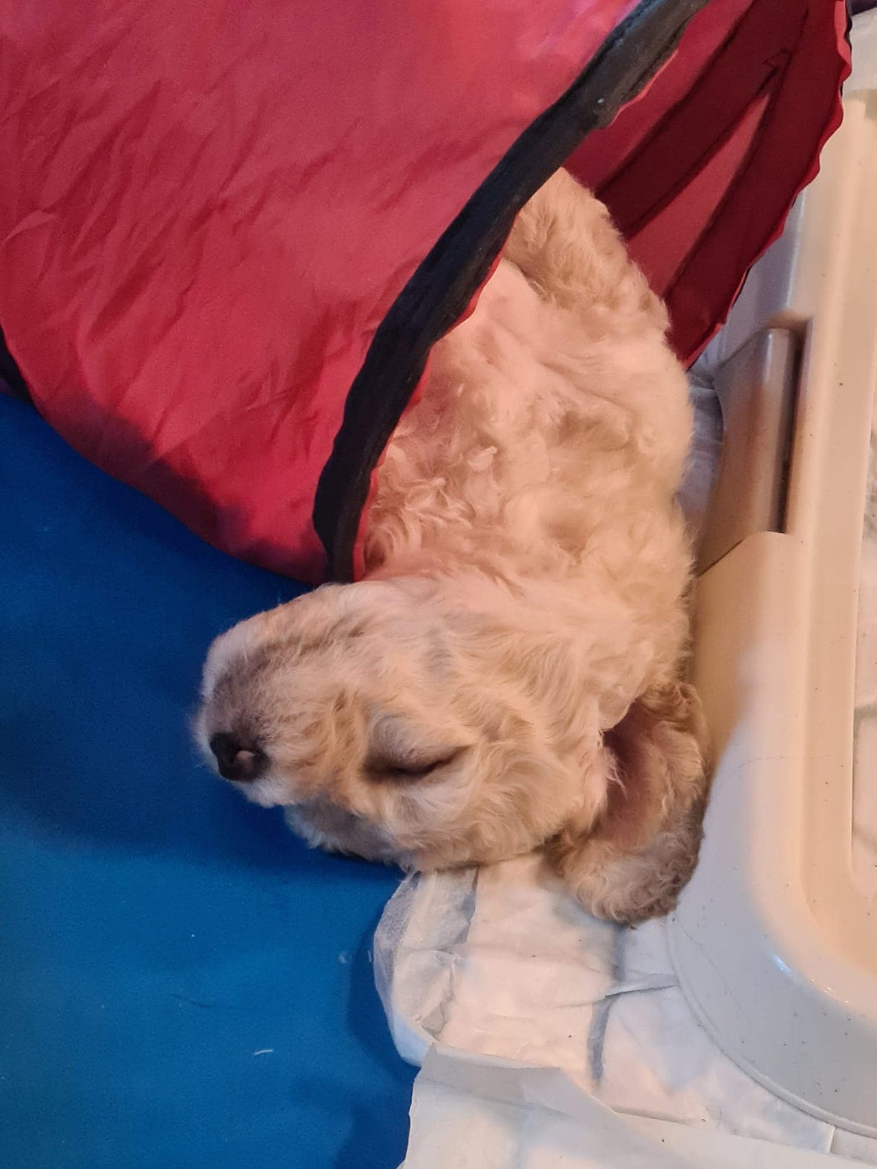 Spansk Vannhund hann valp.