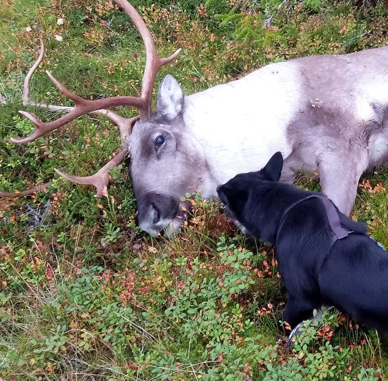 Norsk elghund sort valper ventes