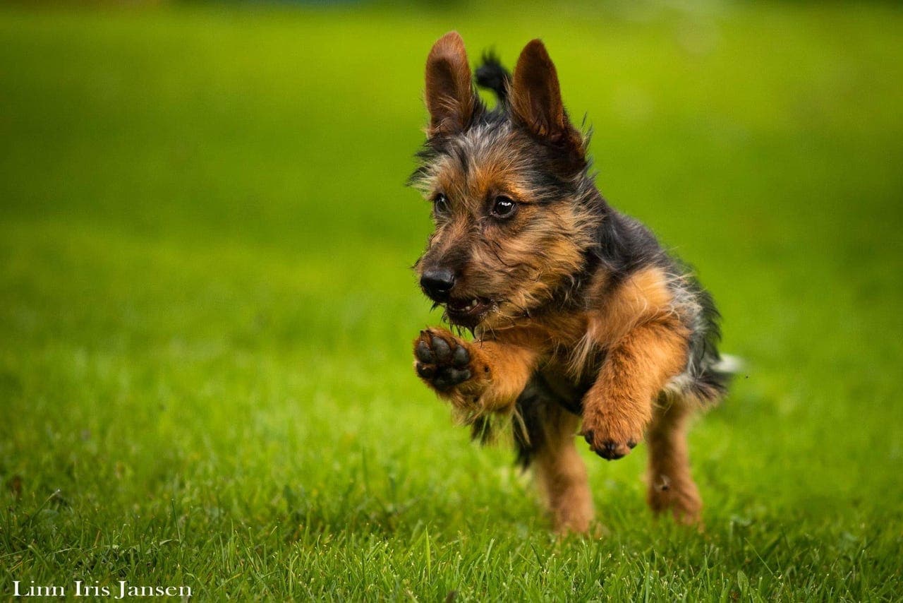 Australsk Terrier valper