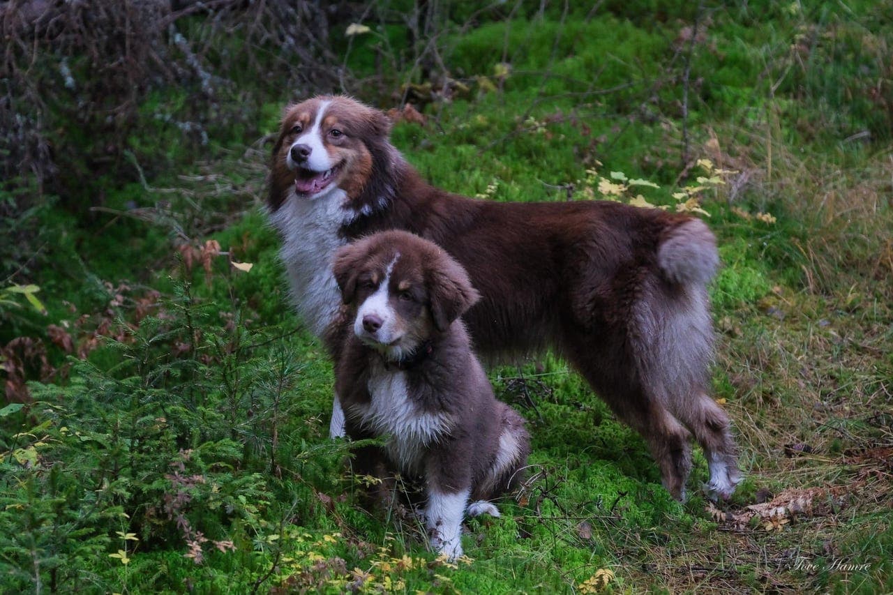 Australian shepherd