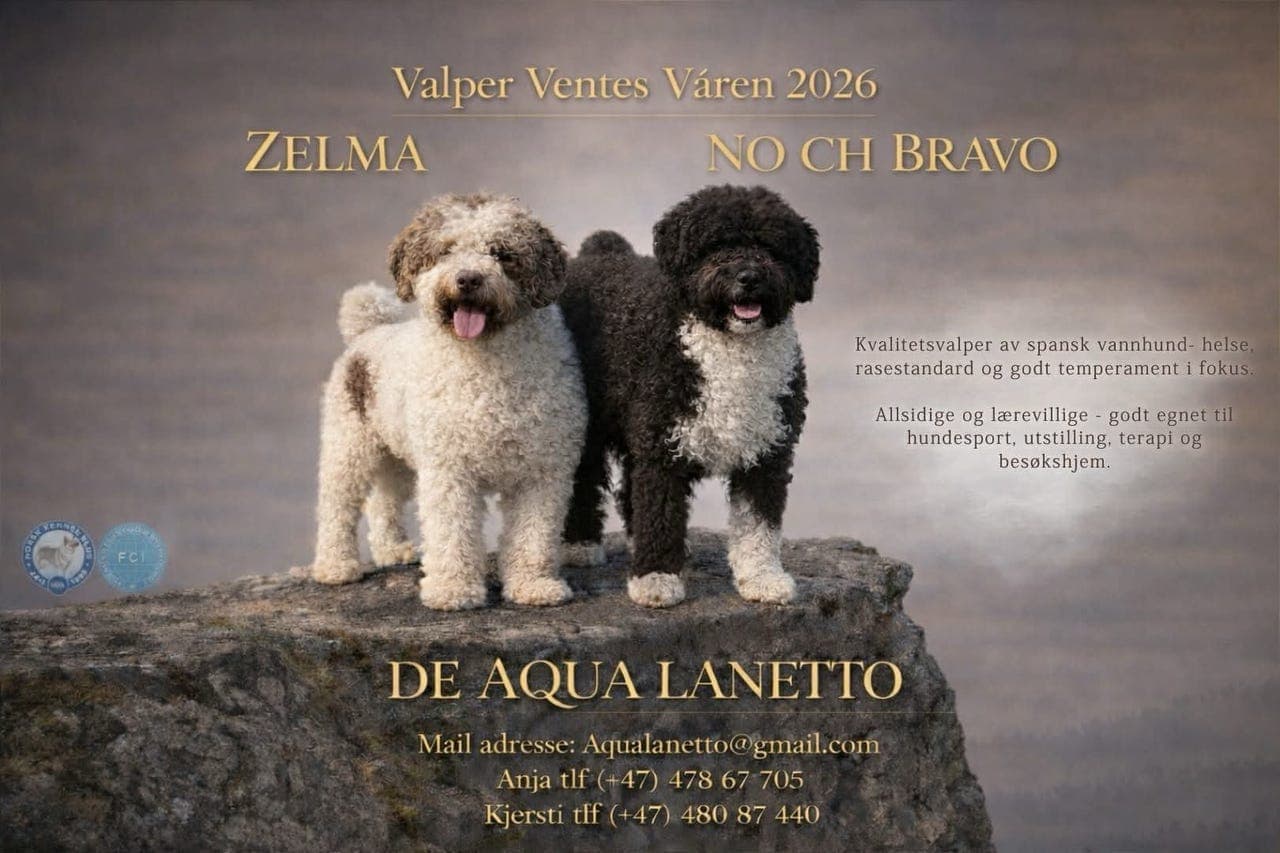 ✨ SPANSK VANNHUND VALPER ✨