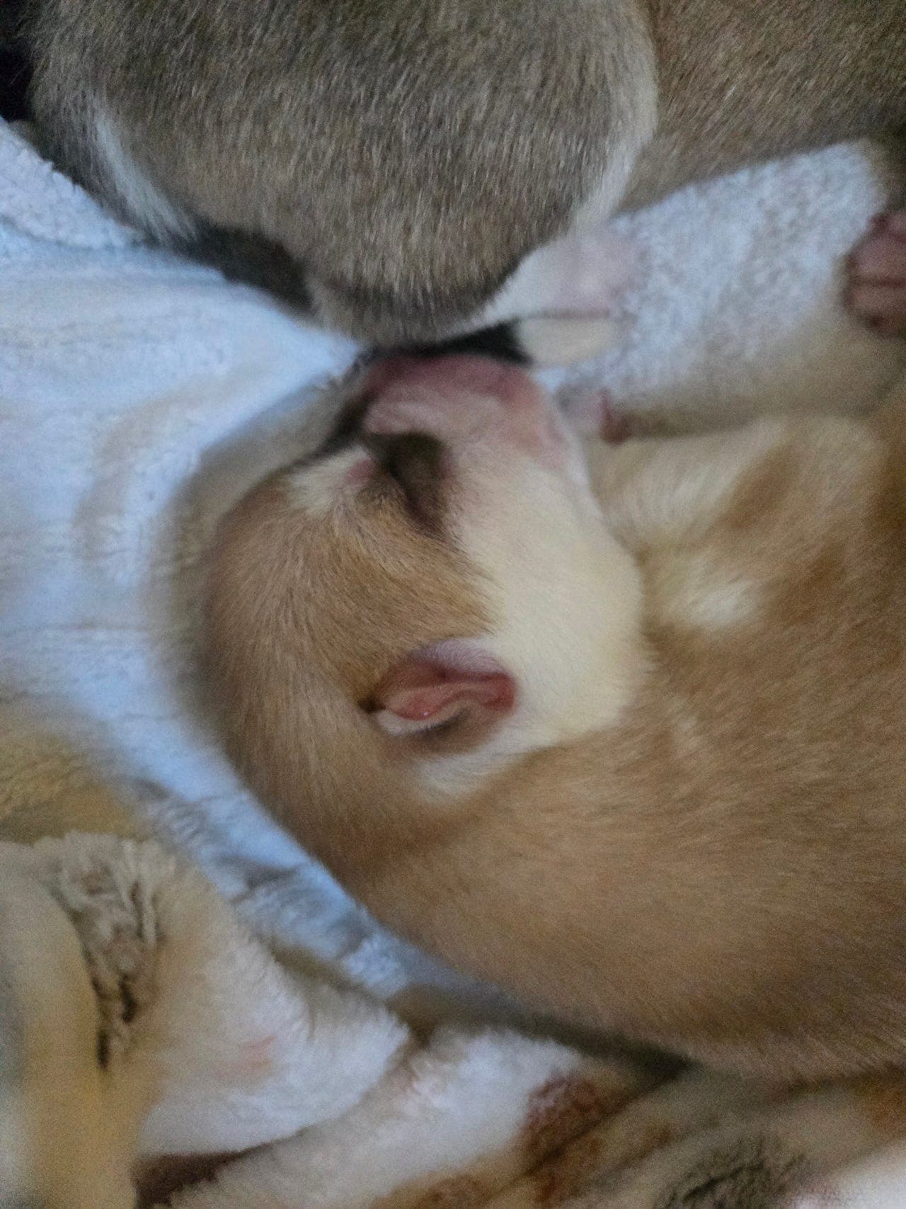 NKK-registrerte Siberian Husky