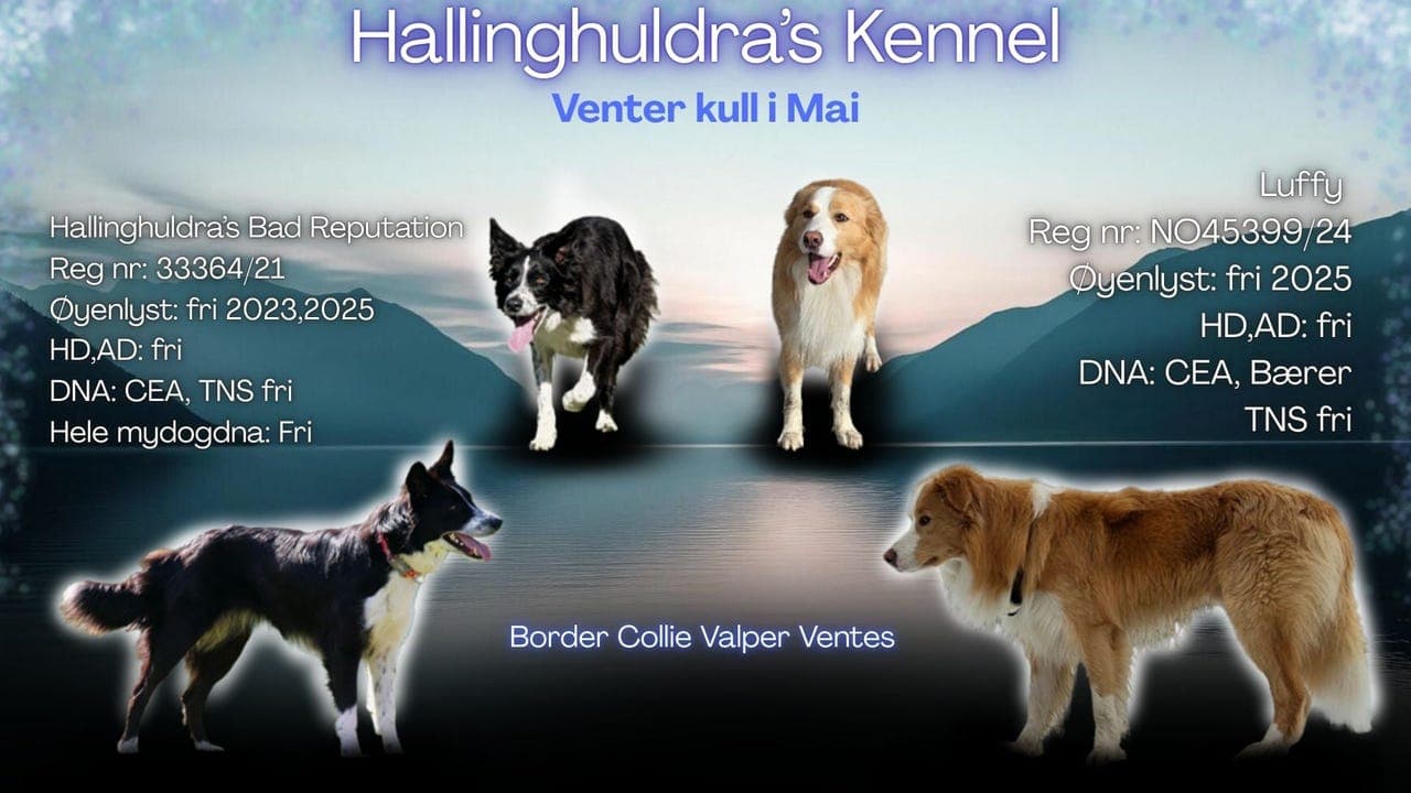 Border Collie kull ventes.