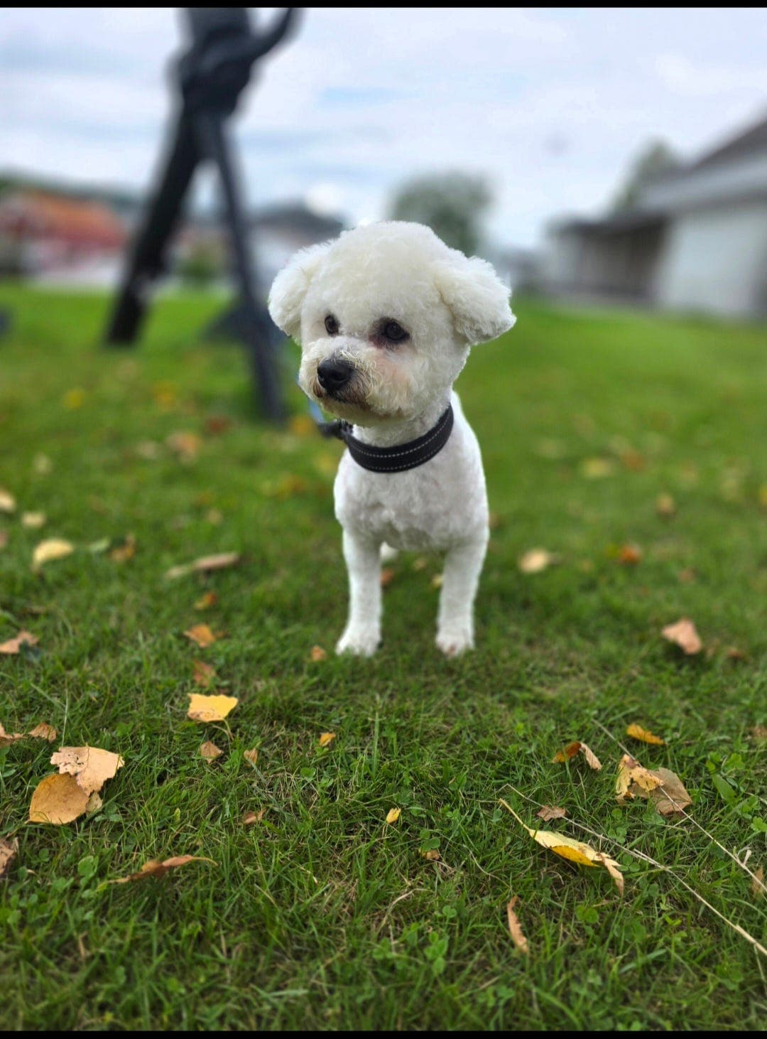 Bichon Frisé hann selges