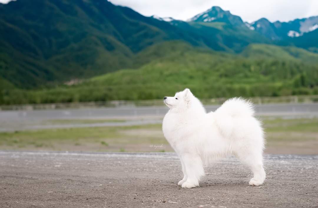 Samojedhunder