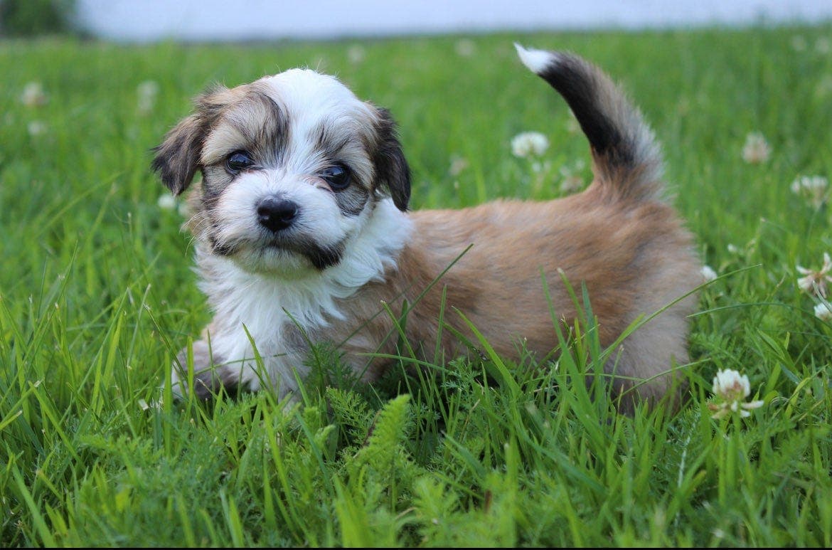 Bichon Havanais valper