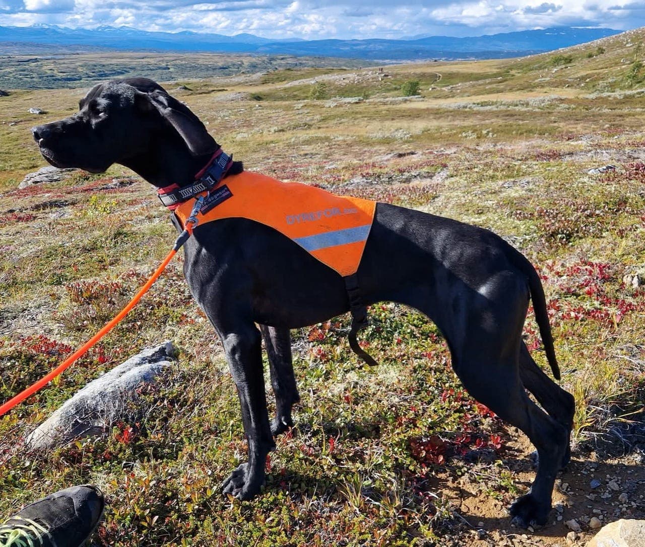 Pointer valper