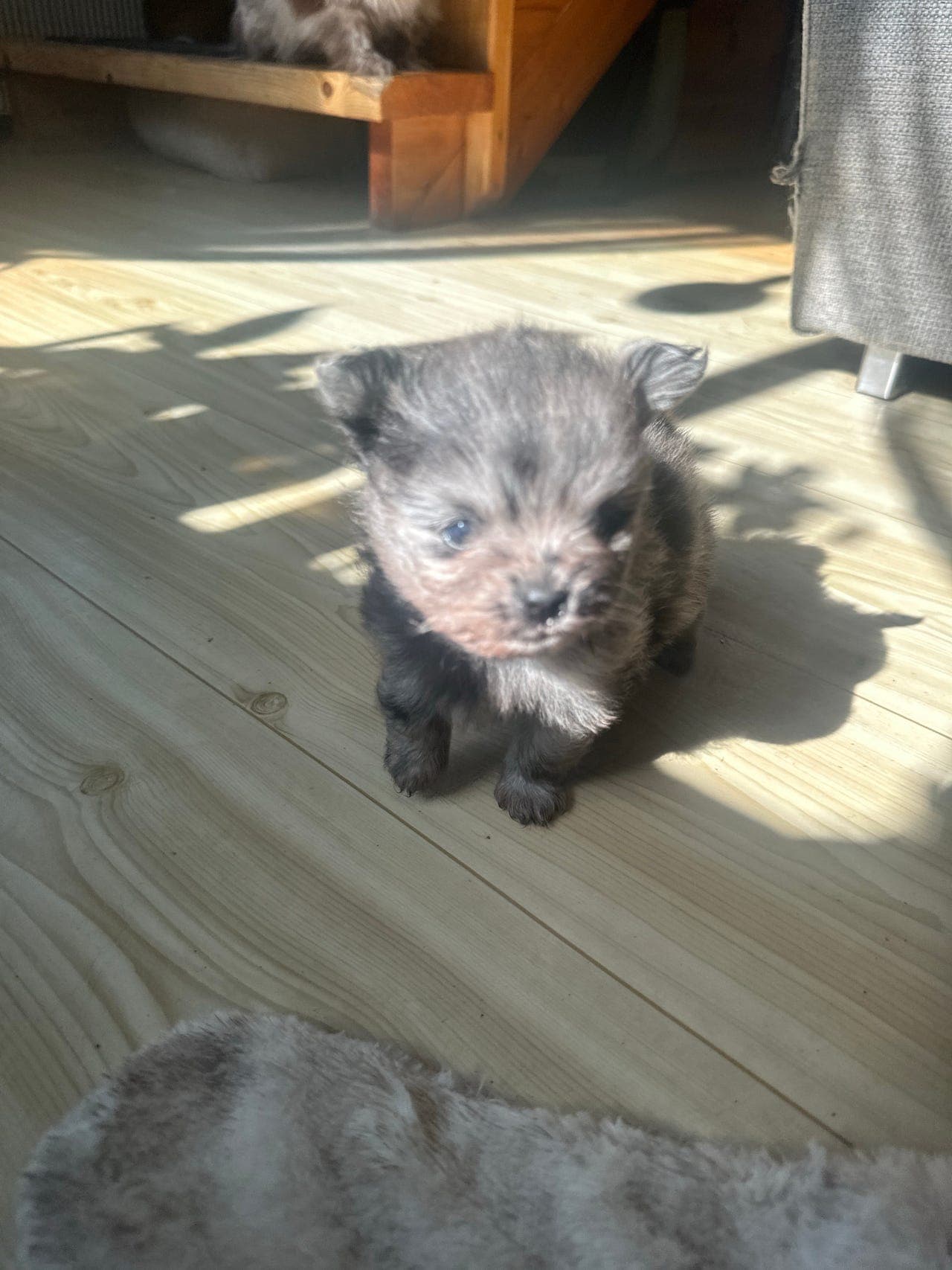 Liten fin pomeranian gutt