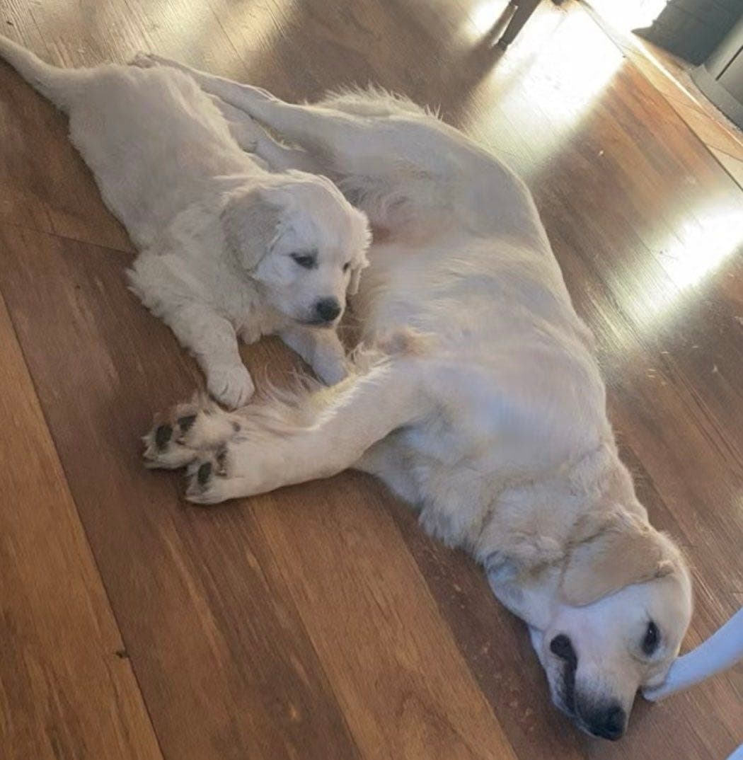 Golden Retriever Valper- Registrert i Norsk kennel klubb.