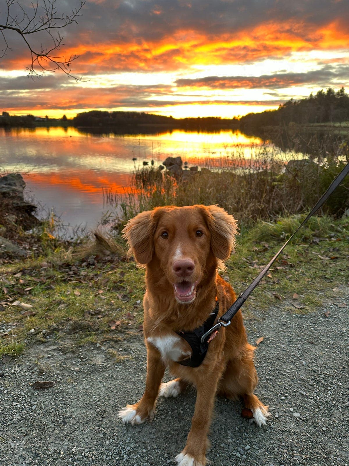 Nova Scotia Duck Tolling Retriever hannhund søker aktivt og trygt hjem