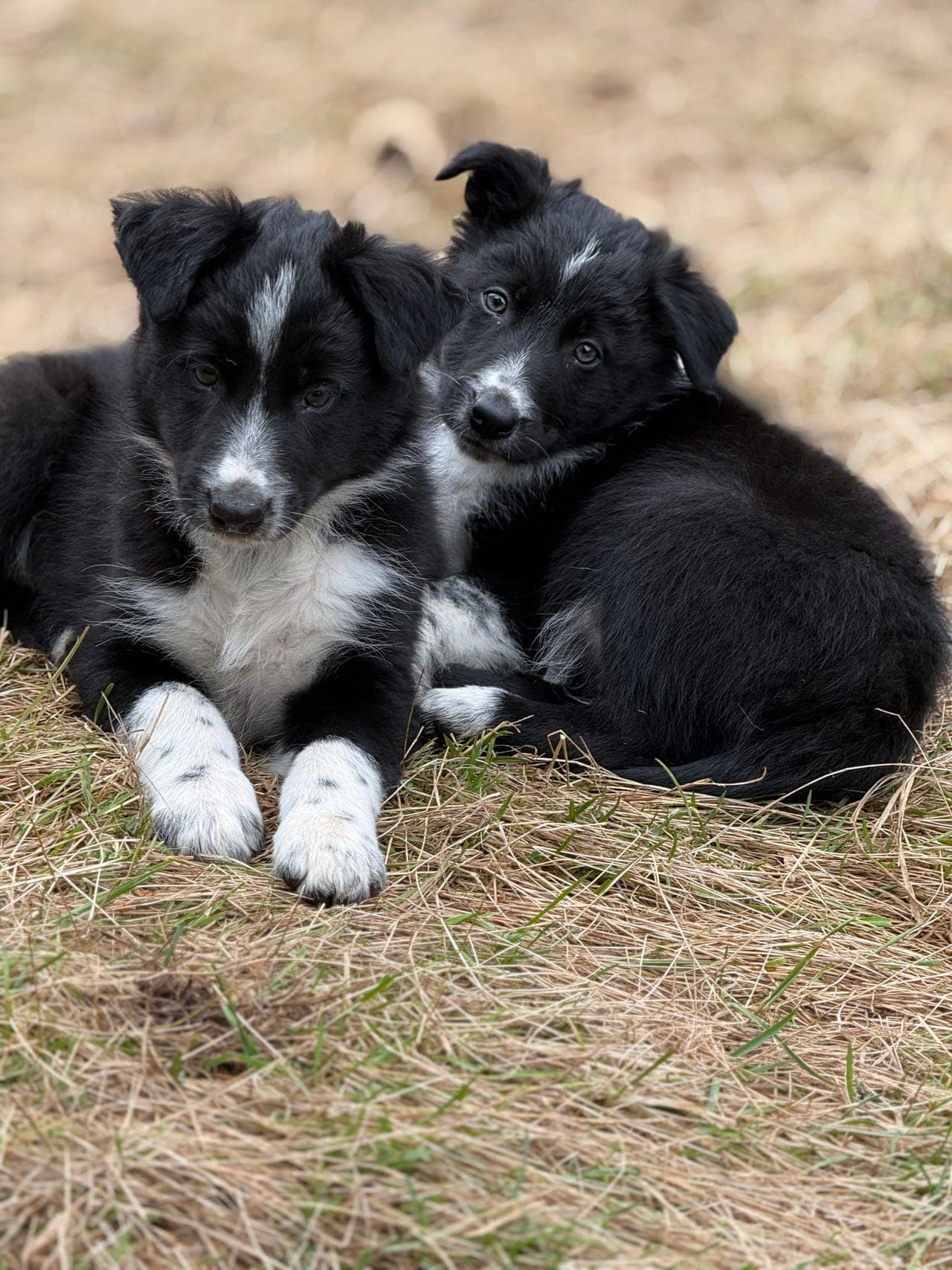 Leveringsklare Border Collie valper!