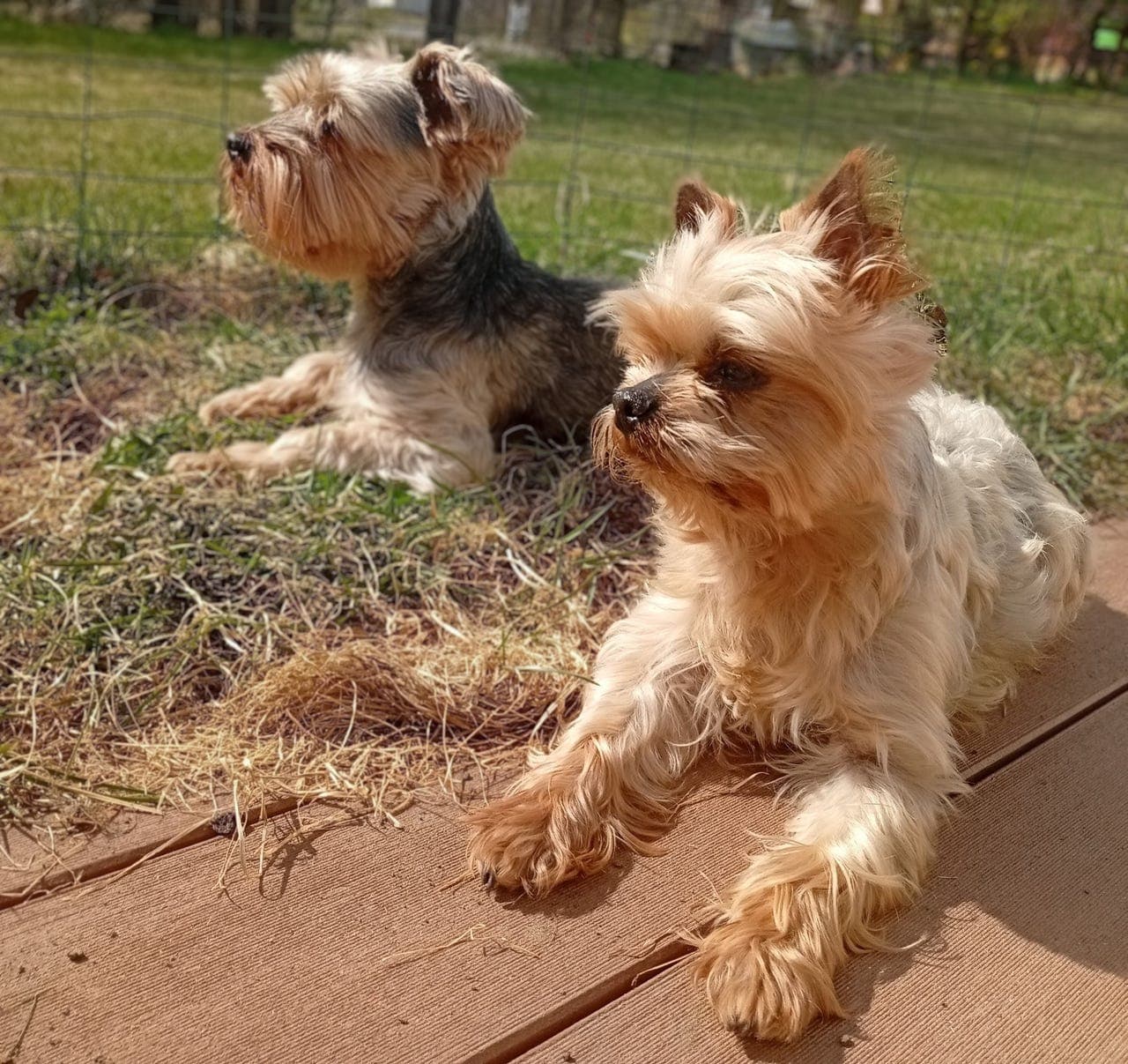 Verdens snilleste Yorkie-gutter søker bonusfamilie på Råholt/ Eidsvolll♥️