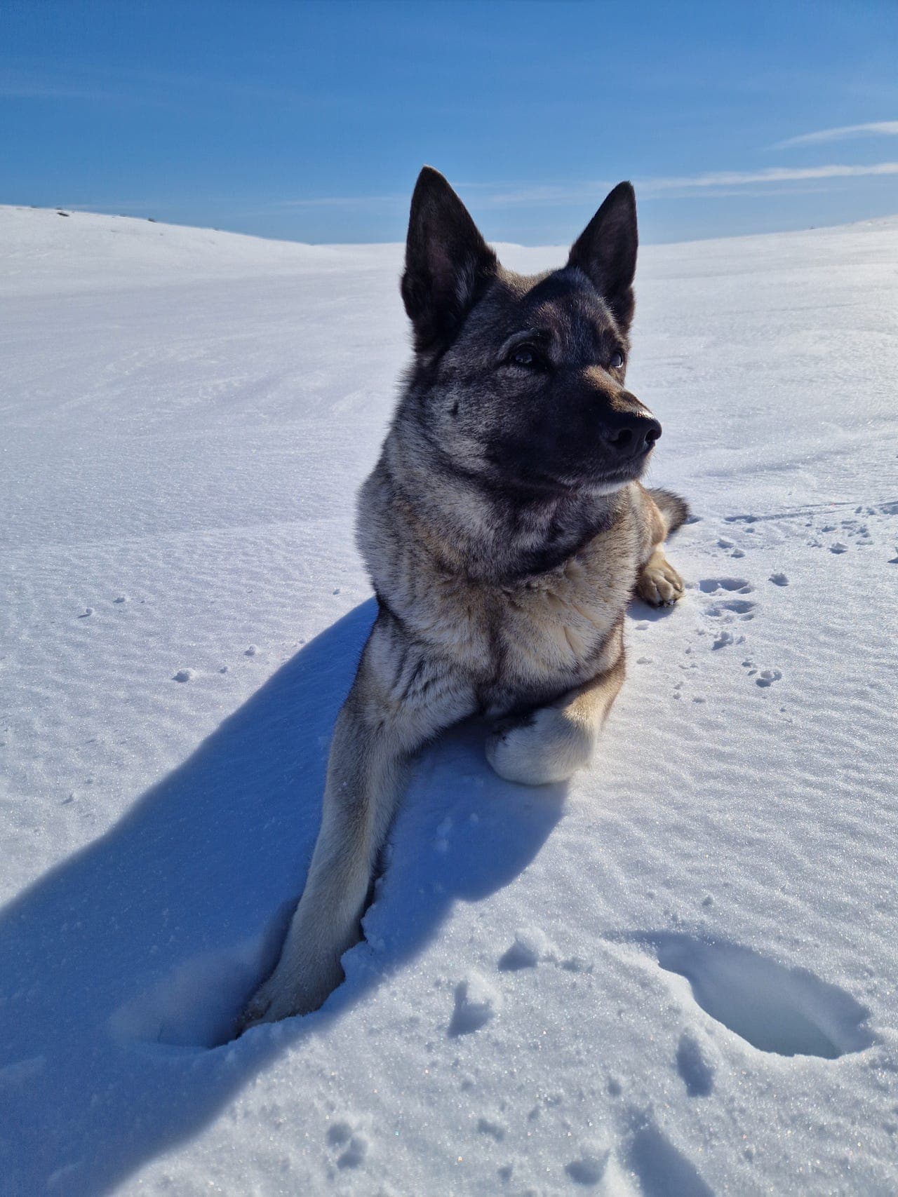 Norsk Elghund Grå valper