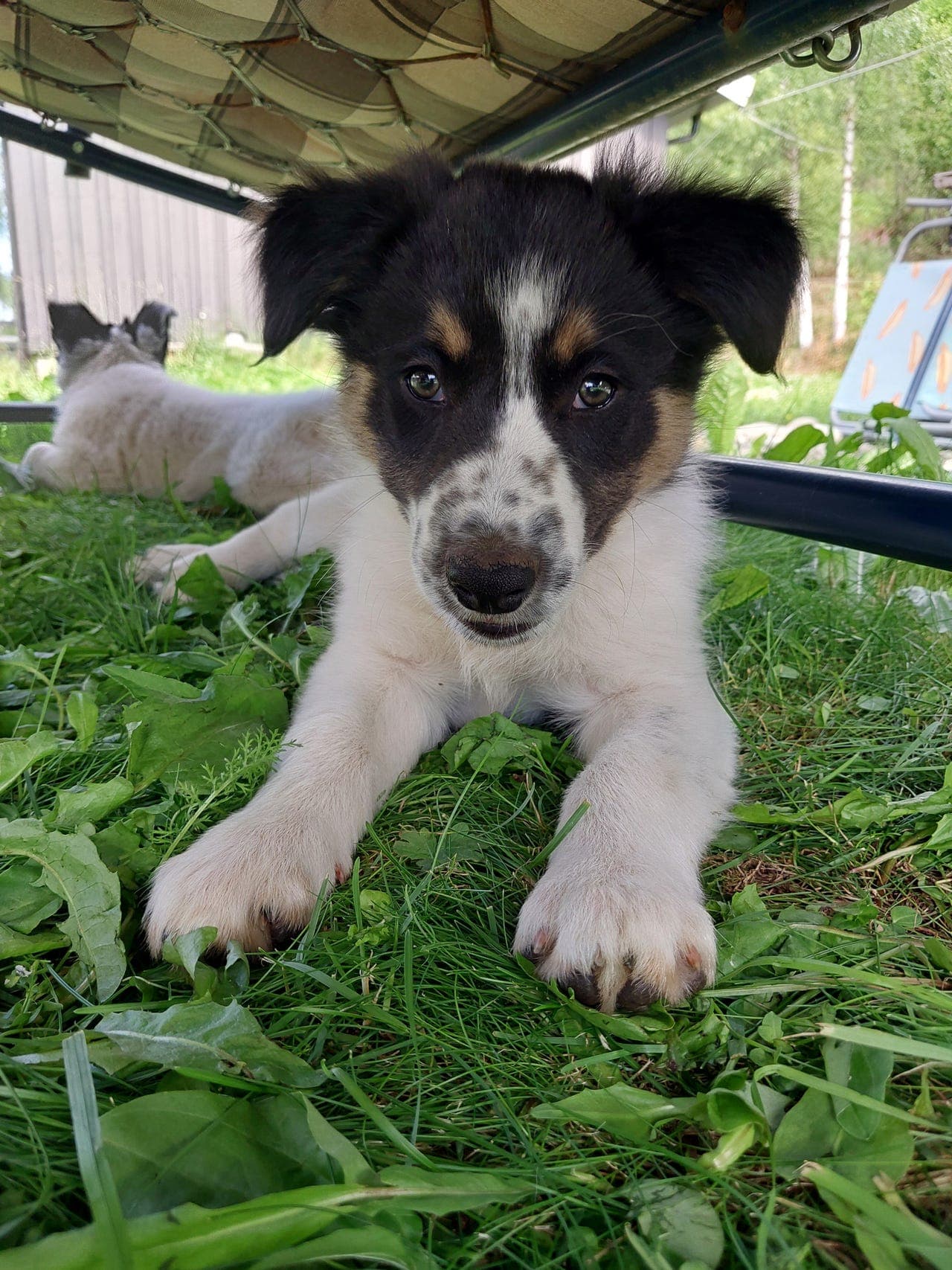 Tricolor hanner Ledige - Gjeterhund valper selges